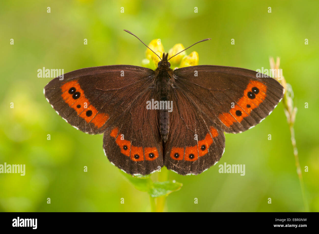 Arran braun, Ringel Schmetterling (Erebia Ligea), Porträt, Deutschland, Thüringen, Rhön Stockfoto