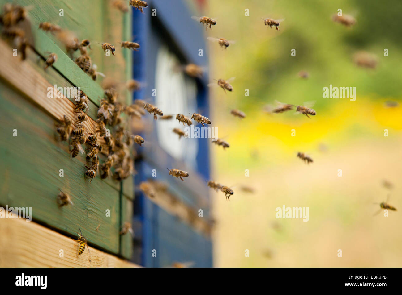 Honigbiene, Bienenkorb Biene (Apis Mellifera Mellifera), Ankunft von Bienen am Eingang des Bienenstocks, Deutschland, Rheinland-Pfalz Stockfoto