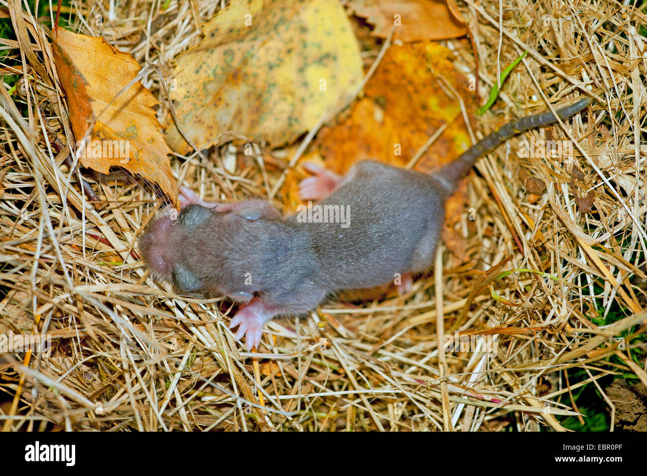 essbare Siebenschläfer, essbare bürgerliche Siebenschläfer, Fett Siebenschläfer, Eichhörnchen-tailed Siebenschläfer (Glis Glis), Tier Babys im Nest, Deutschland, Rheinland-Pfalz Stockfoto essbare Siebenschläfer, essbare bürgerliche Siebenschläfer, Fett Siebenschläfer, Eichhörnchen-tailed Siebenschläfer (Glis Glis), Tier Babys im Nest, Deutschland, Rheinland-Pfalz Stockfoto