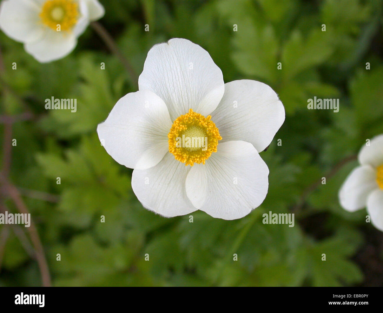 Schneeglöckchen Anemone, Snowdrop Windflower (Anemone Sylvestris), Blume, Deutschland Stockfoto