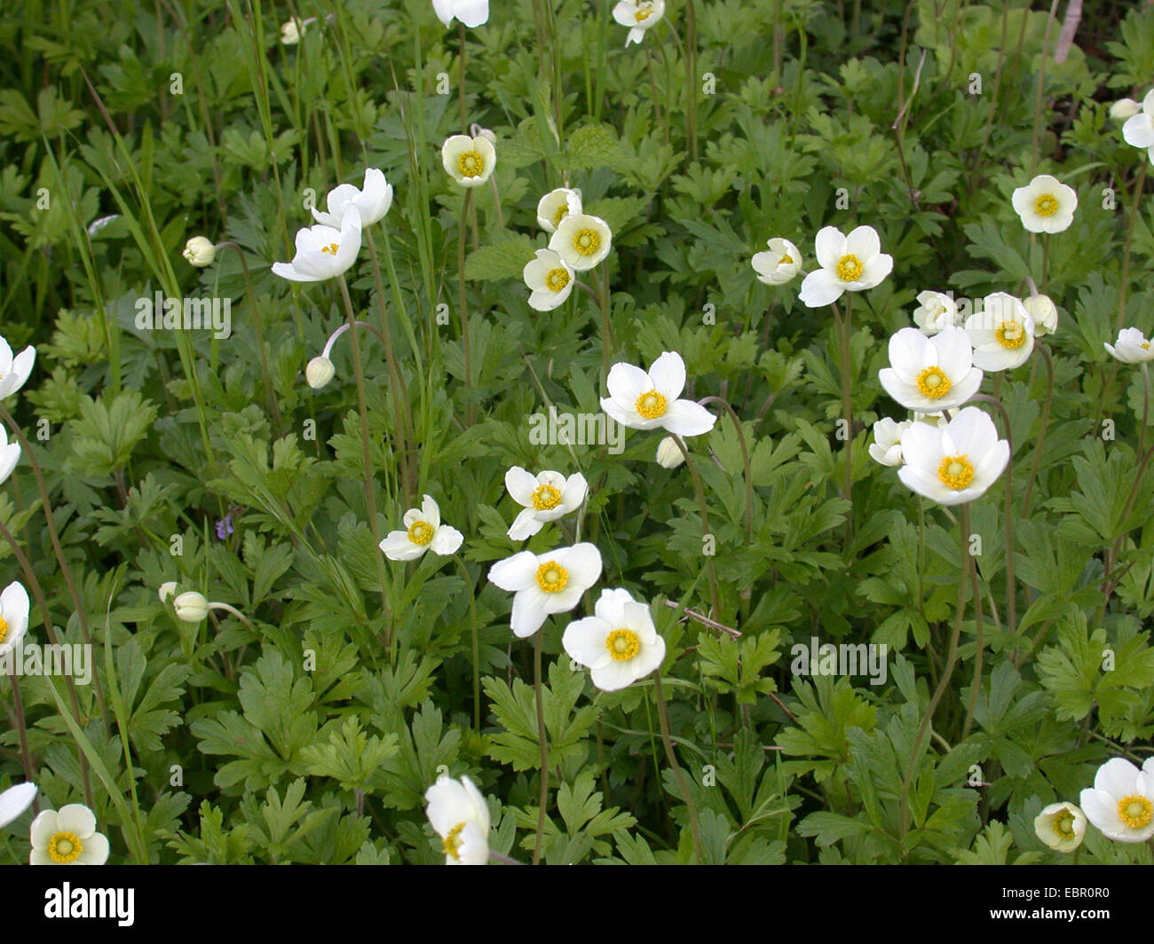 Schneeglöckchen-Anemone, Snowdrop Windflower (Anemone Sylvestris), Group, Deutschland Stockfoto
