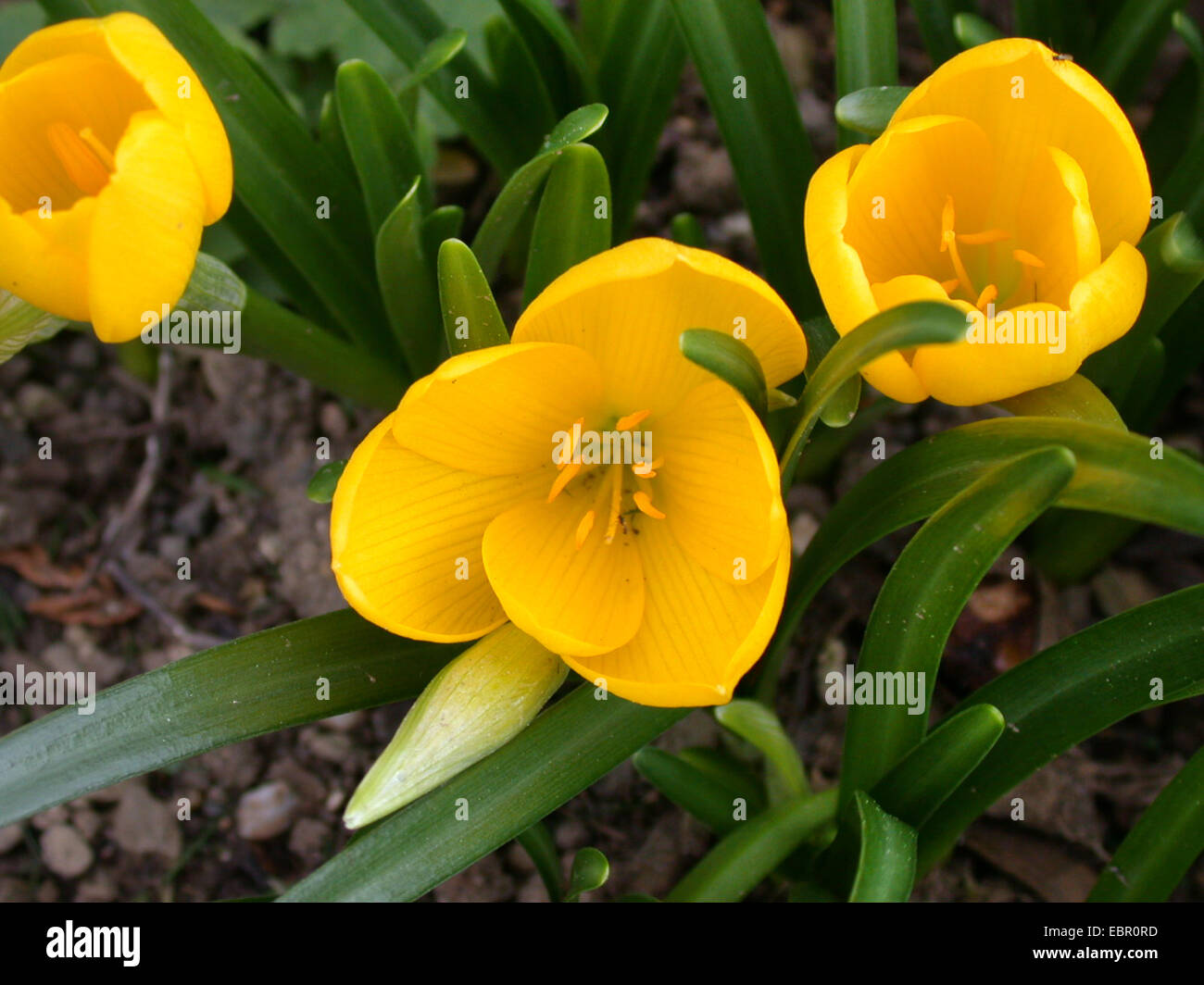 Herbst gelb Crocus (Sternbergia Lutea), blühen Stockfoto