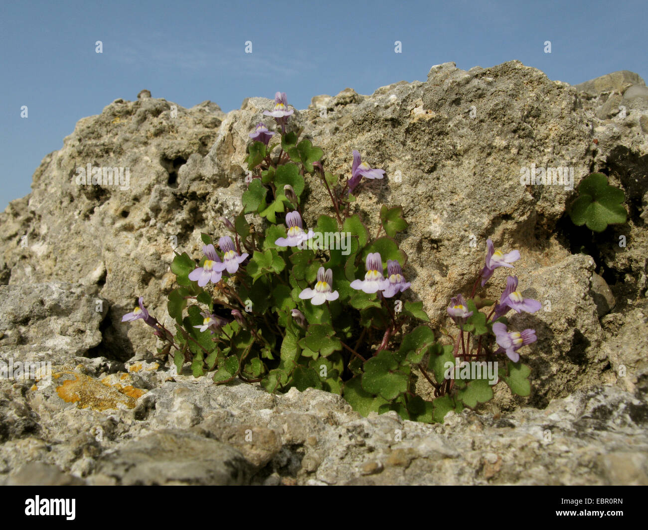 Kenilworth Efeu, Efeu-leaved Leinkraut, Kolosseum Efeu (Cymbalaria Muralis, Linaria Muralis), blühen auf einem Felsen, Spanien, Balearen, Mallorca Stockfoto