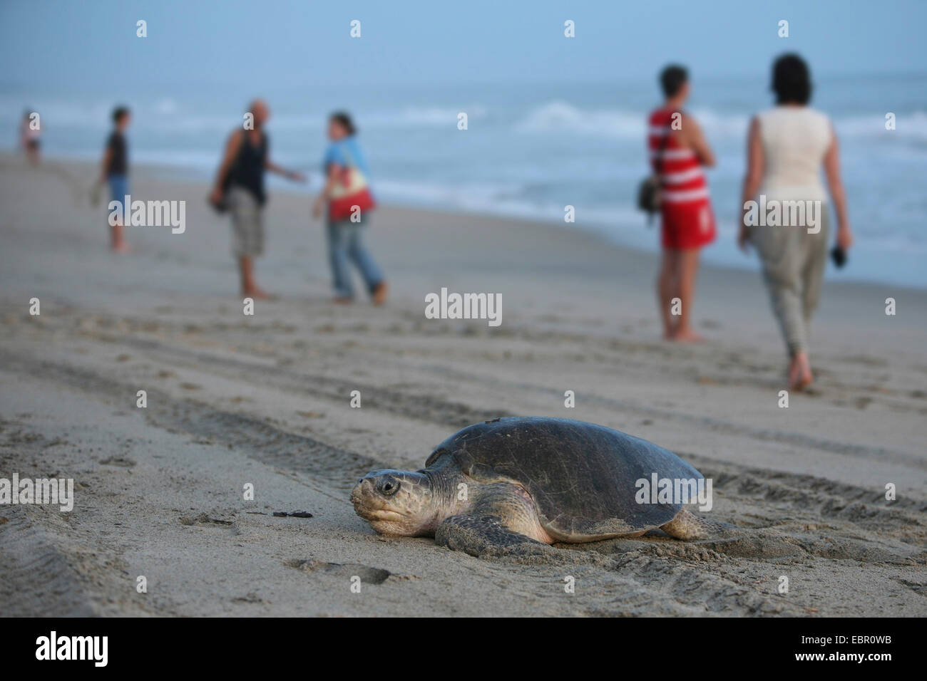 grüne Schildkröte, Turtle Rock, Fleisch Schildkröten (Chelonia Mydas), Schildkröte kriecht am Strand für Ei Ablagerung, Mexiko, Oaxaca Stockfoto