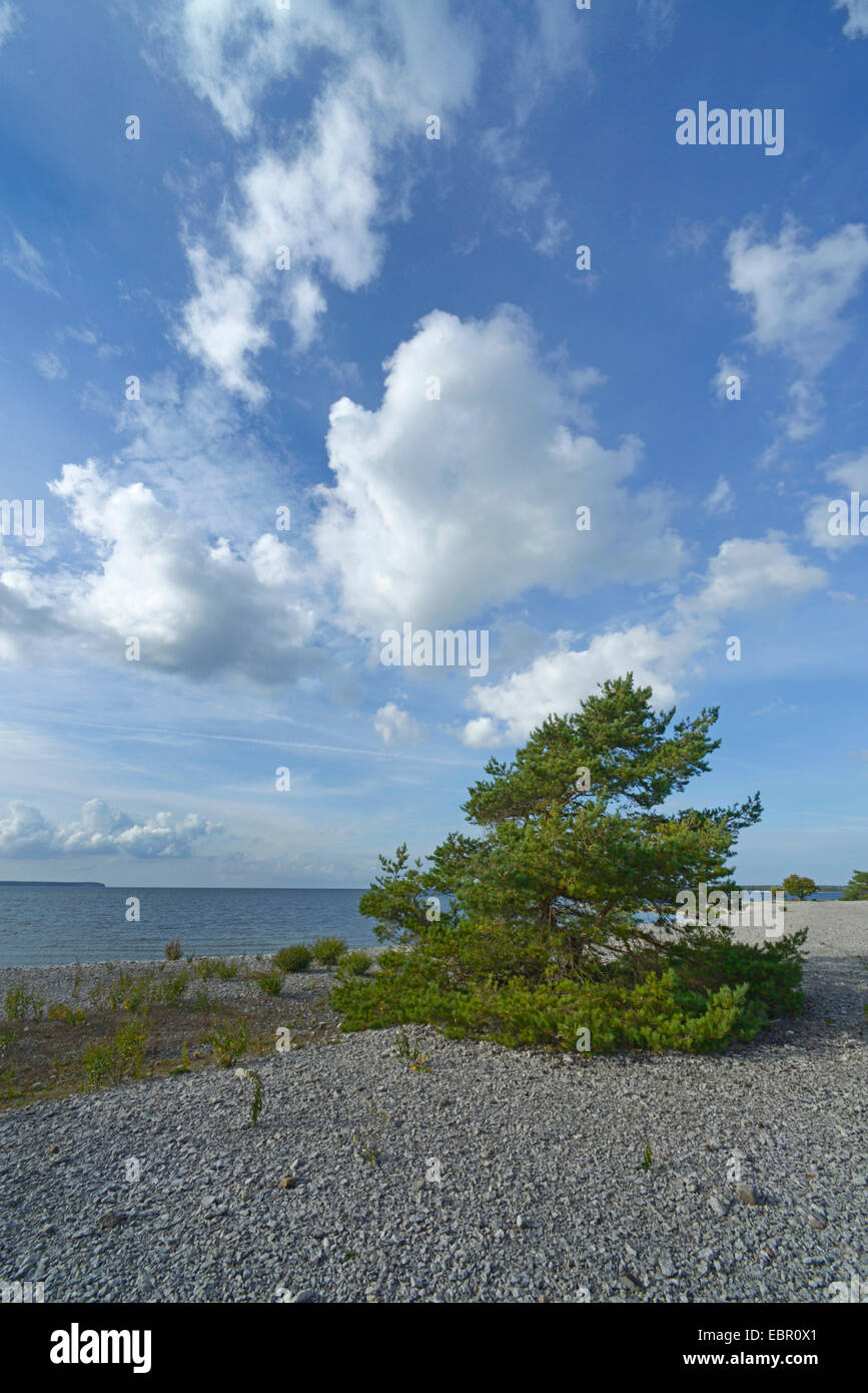 Föhre, Kiefer (Pinus Sylvestris), pebble Beach der Färöer, Schweden, Helgumannen, Gotland Stockfoto