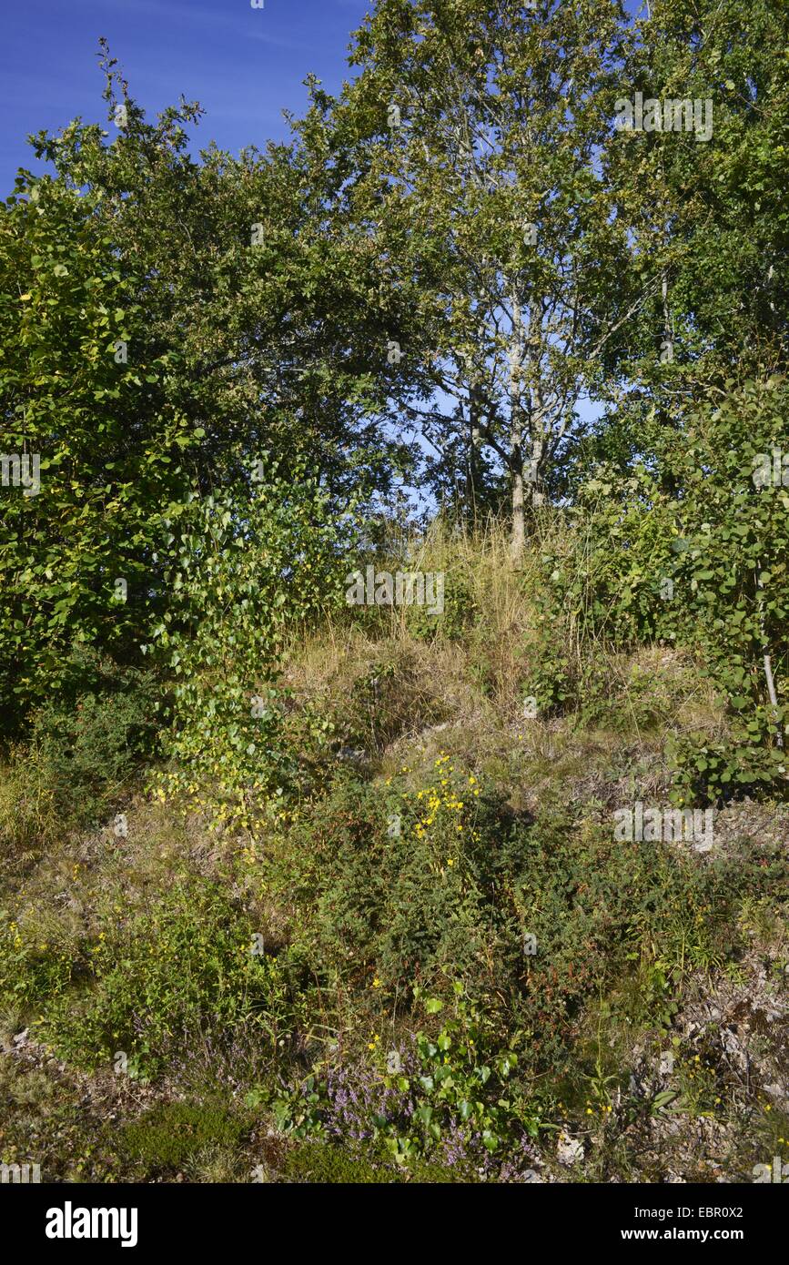 Zauneidechse (Lacerta Agilis), Lebensraum für Eidechsen mit jungen Birken und Heide, Schweden, Smaland Stockfoto