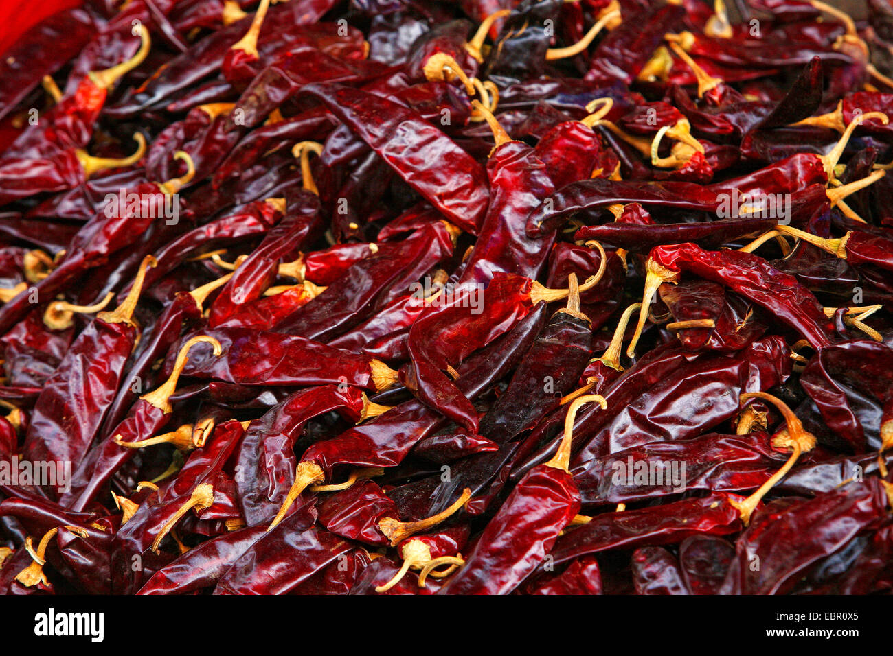 Getrocknete chili Rumpf, Mexiko, Tepoztlßn Stockfoto