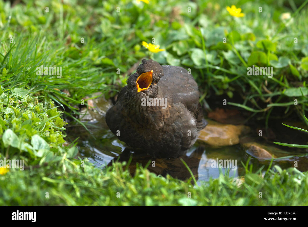 Amsel (Turdus Merula), weibliche Amsel Durchführung Gefieder Pflege in eine Vogeltränke, Deutschland, Nordrhein-Westfalen Stockfoto