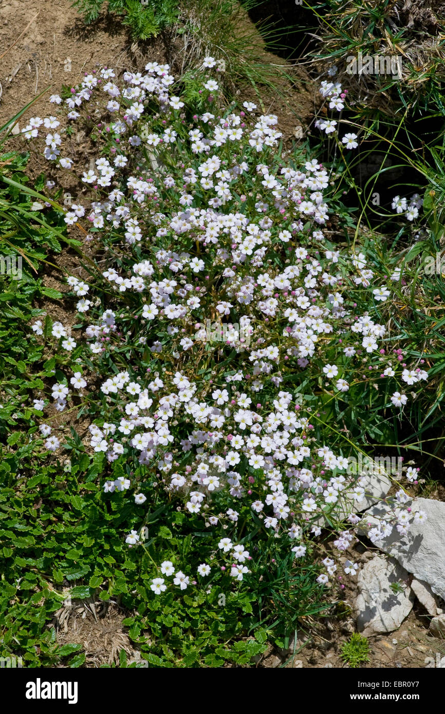 Kriechende Gipskraut, Alpine Schleierkraut (Schleierkraut Repens), blühen, Deutschland Stockfoto