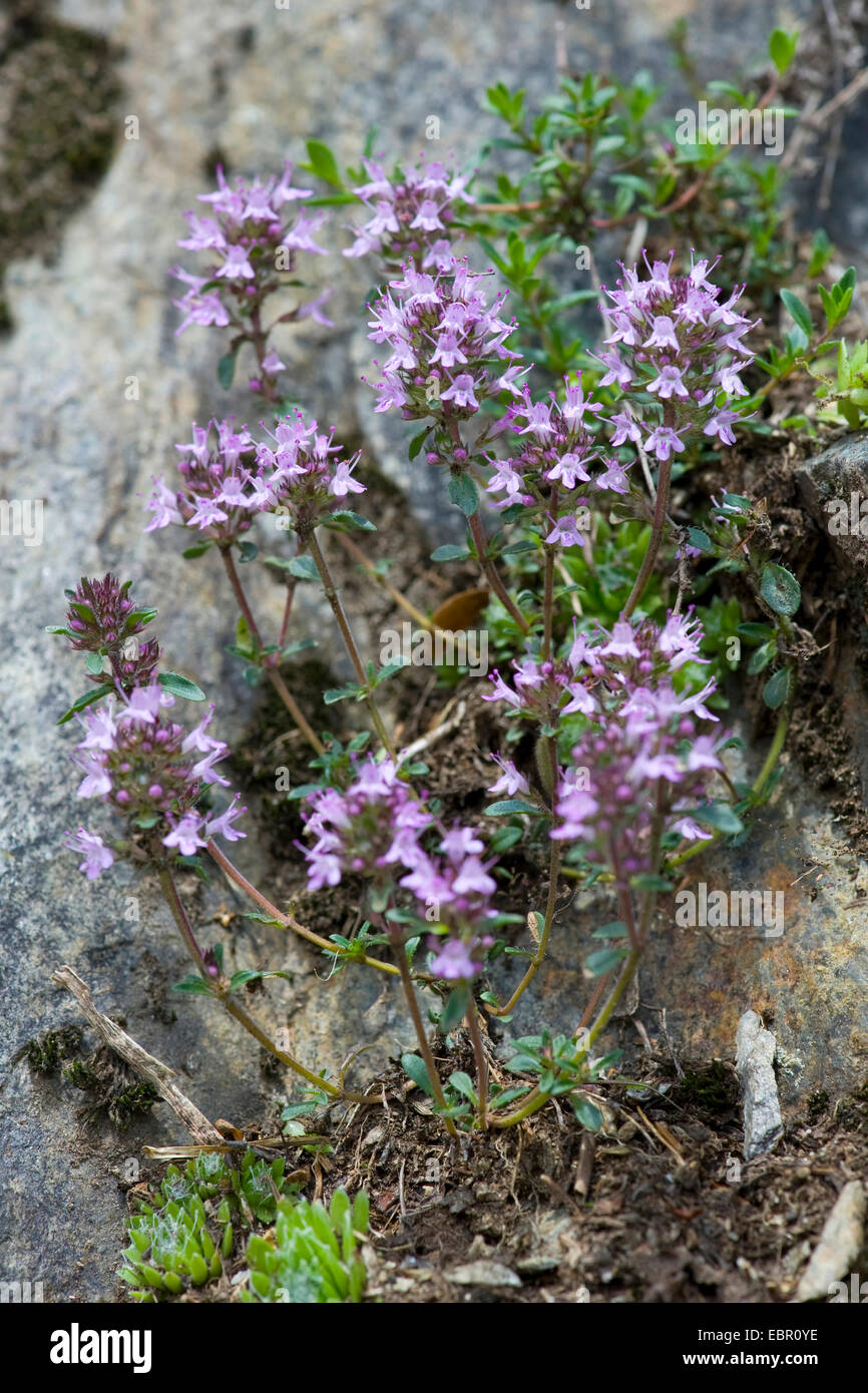 Berg-Thymian (Thymus Alpestris), blühen, Schweiz Stockfoto