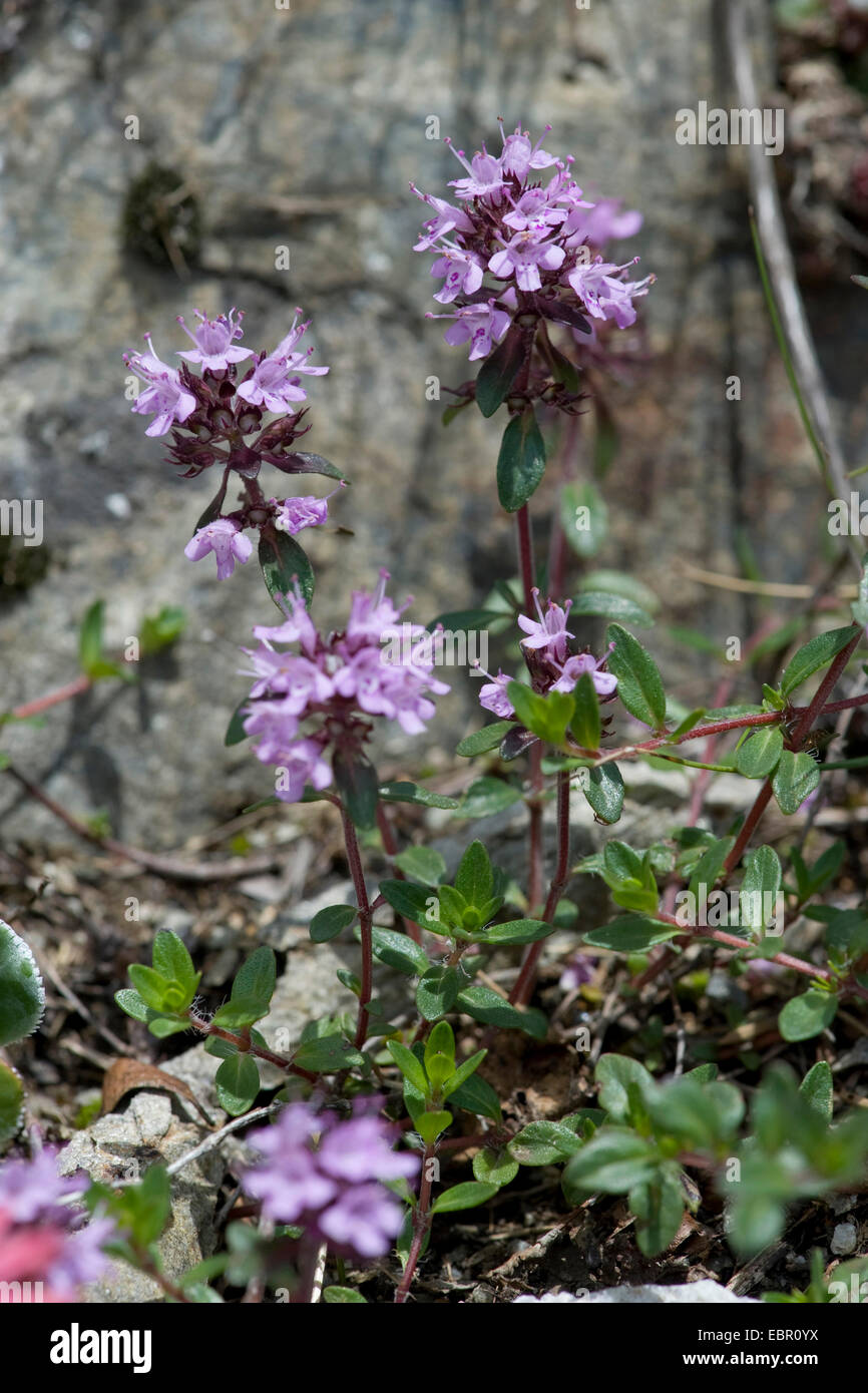 Kriechender Thymian (Thymus Praecox Ssp Polytrichus) blühen, Schweiz Stockfoto