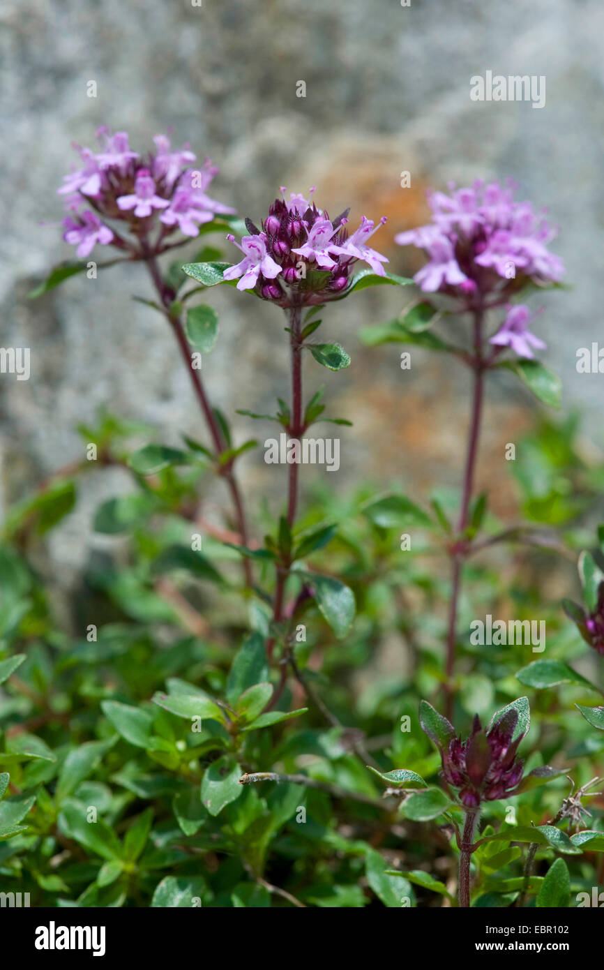 Kriechender Thymian (Thymus Praecox Ssp Polytrichus) blühen, Schweiz Stockfoto