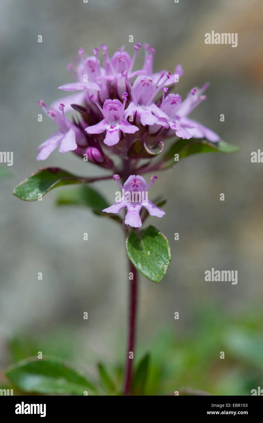 Kriechender Thymian (Thymus Praecox Ssp Polytrichus), Blütenstand, Schweiz Stockfoto