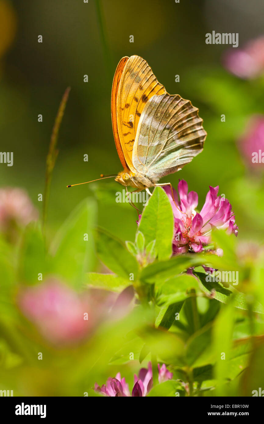 Silber-washed Fritillary (Argynnis Paphia), sitzen auf Zickzack Klee, Deutschland, Bayern Stockfoto