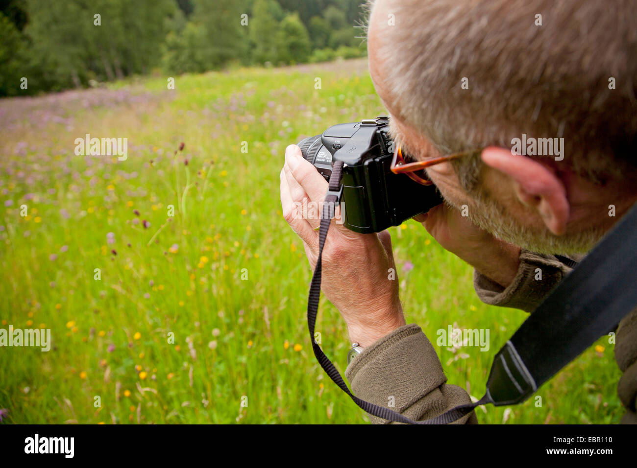 Große Burnet (Sanguisorba Officinalis, Sanguisorba großen), Mann, die Fotos auf einer Wiese, Deutschland, Rheinland-Pfalz, Niederfischbach Stockfoto