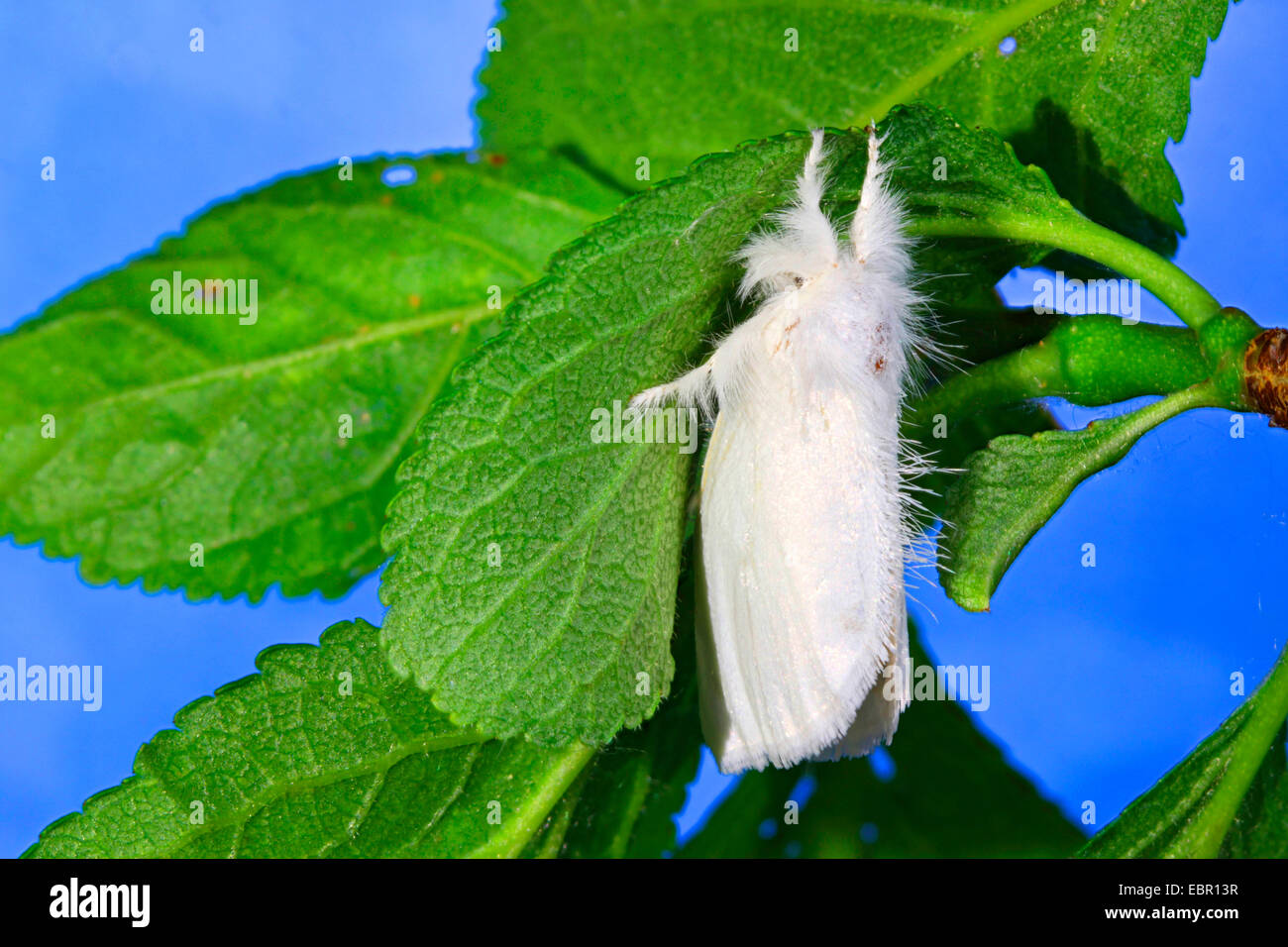 Gelb-Tail, Gold-Tail (Euproctis Similis, Porthesia Similis, Sphrageidus Similis), männliche auf einem Blatt, Deutschland Stockfoto