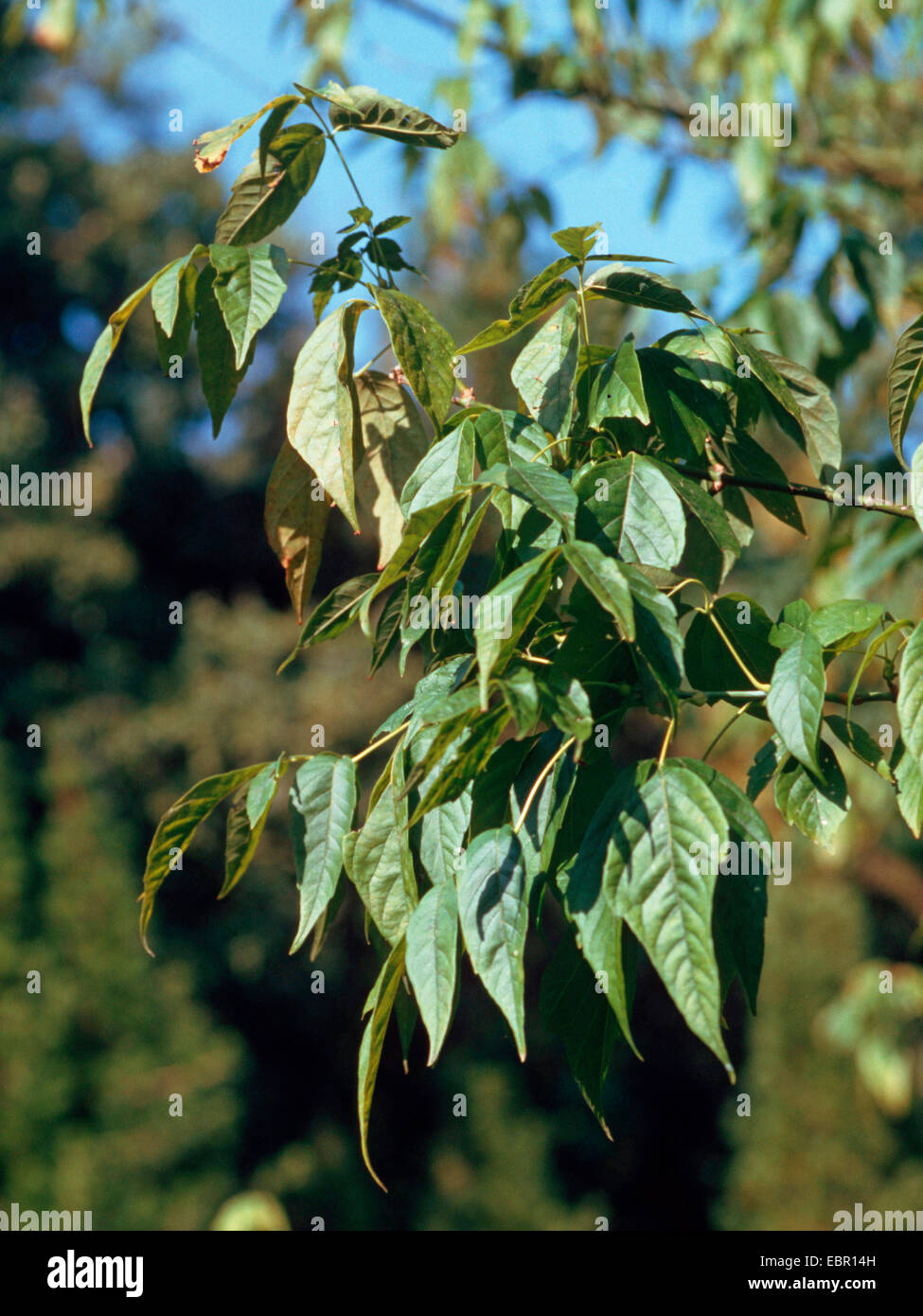 Ashleaf Ahorn, Box Elder (Acer Negundo), Zweig Stockfoto