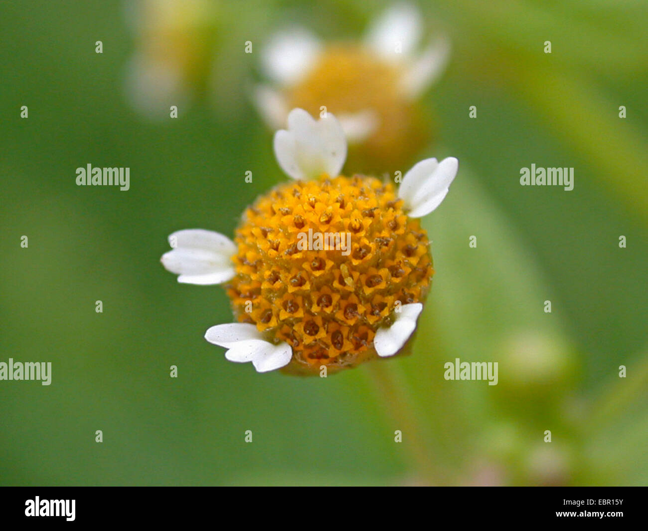 kleine Blume Galingsoga, glatte Galinsoga, kleine Blume Quickweed (Galinsoga Parviflora), blühen, Deutschland Stockfoto