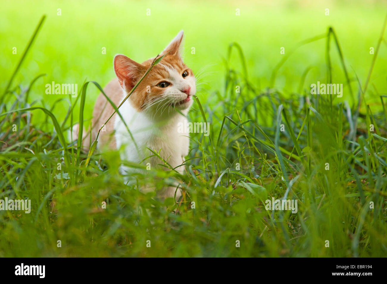 Hauskatze, Hauskatze (Felis Silvestris F. Catus) Fütterung Rasen, Deutschland Stockfoto