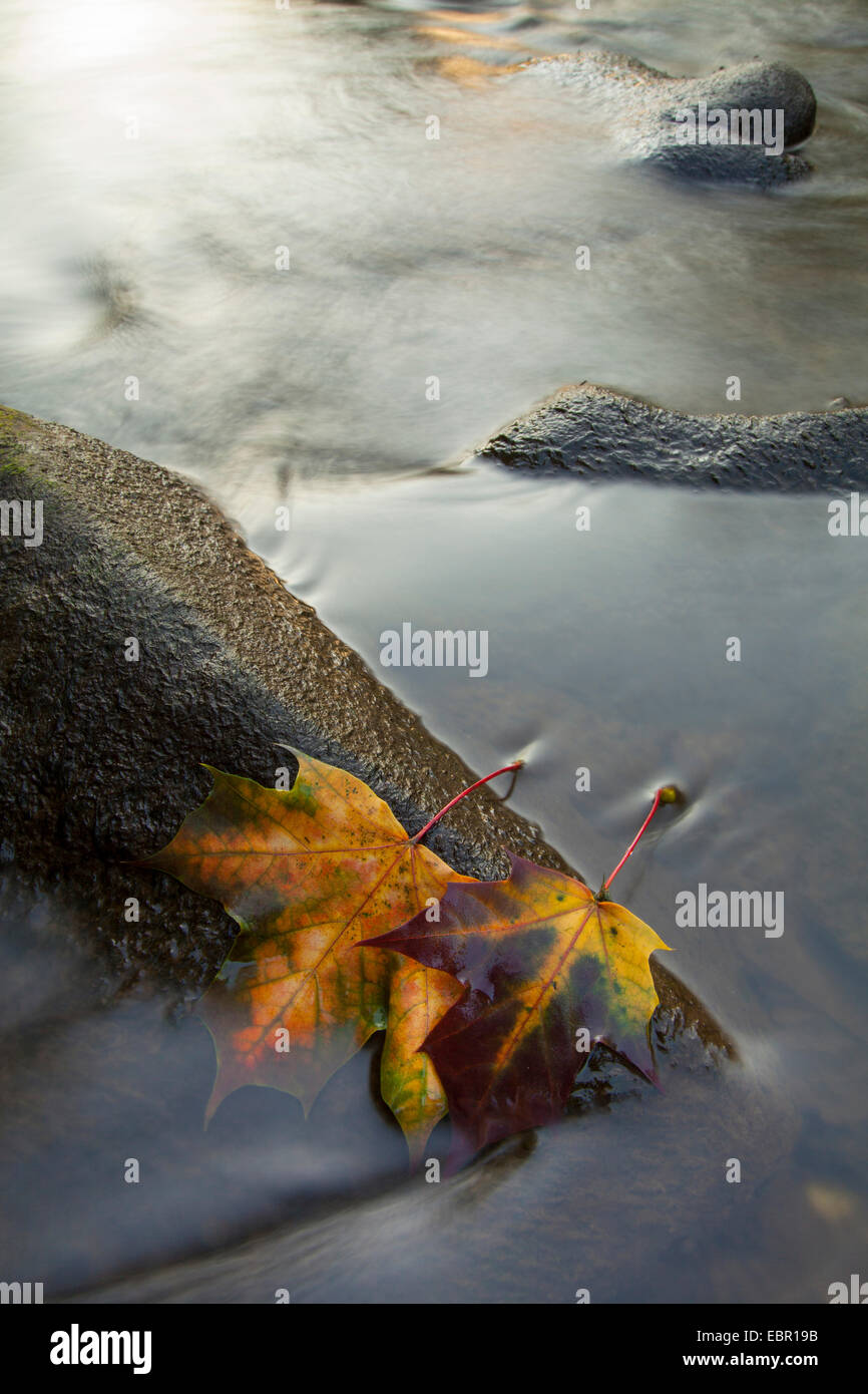 Spitz-Ahorn (Acer Platanoides), Herbstlaub zwei auf einem Stein im Fluss, Deutschland, Rheinland-Pfalz Stockfoto