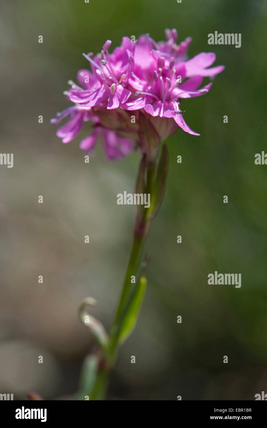 Alpen-Leimkraut (Silene Suecica), Blütenstand, der Schweiz, Schynige Platte Stockfoto