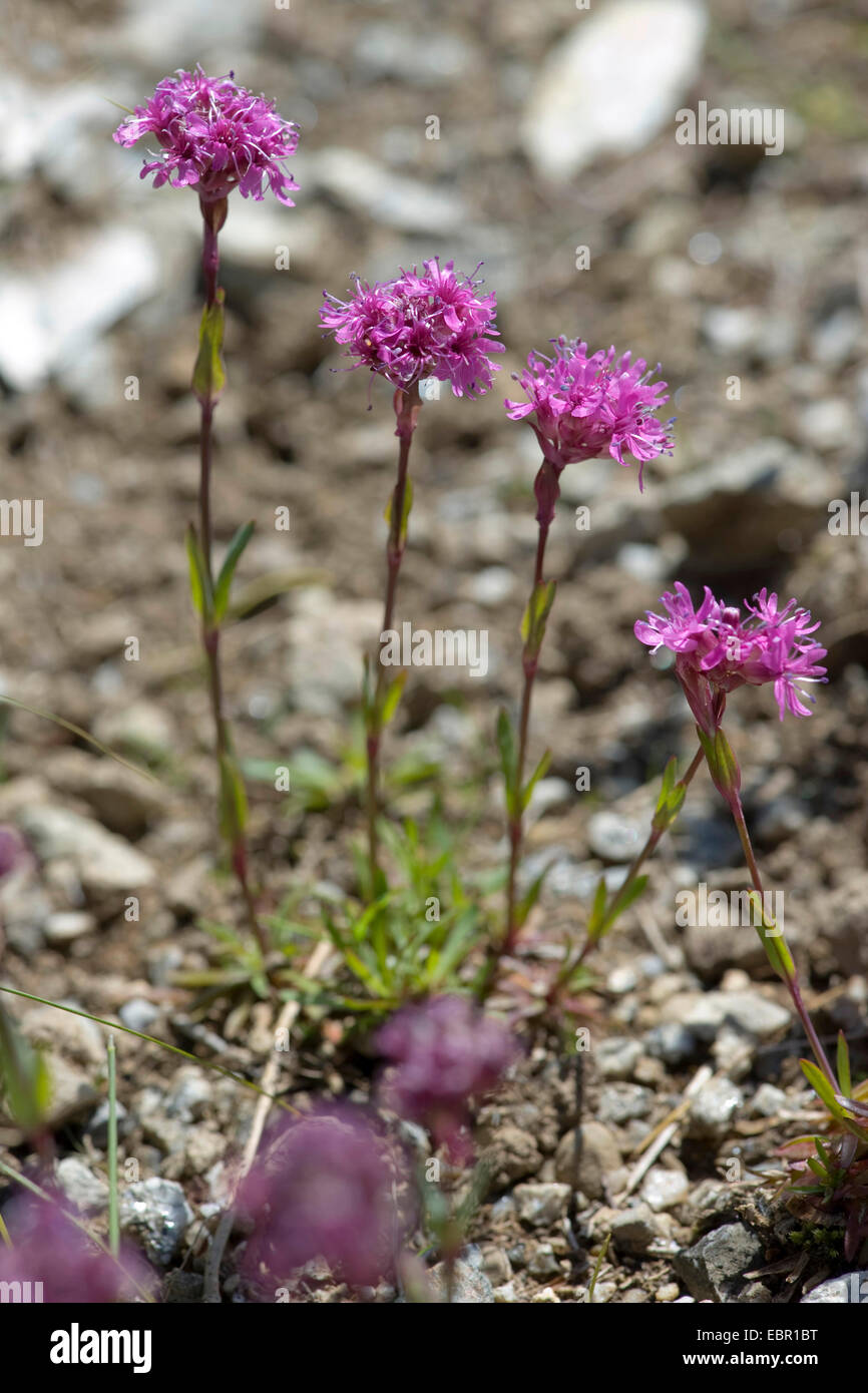 Alpine Leimkraut (Silene Suecica), blühen, Schweiz, Schynige Platte Stockfoto