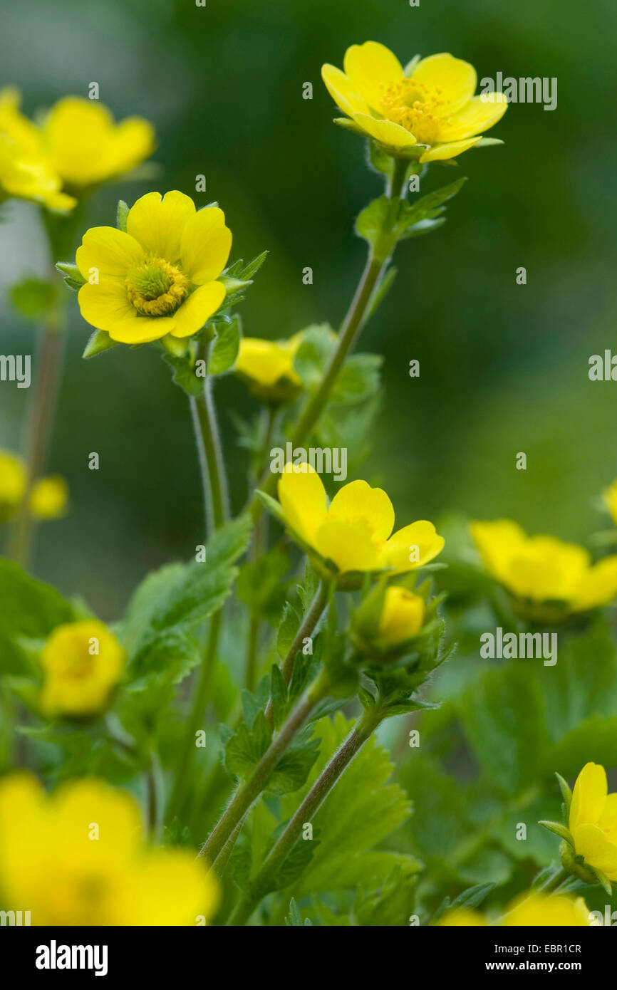 Avens (Geum Montanum), blühen, Schweiz Stockfoto