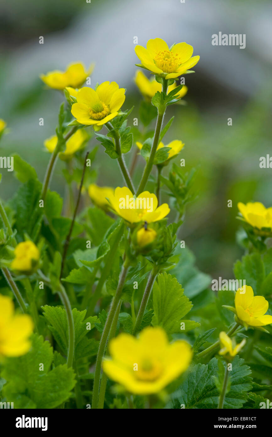 Avens (Geum Montanum), blühen, Schweiz Stockfoto