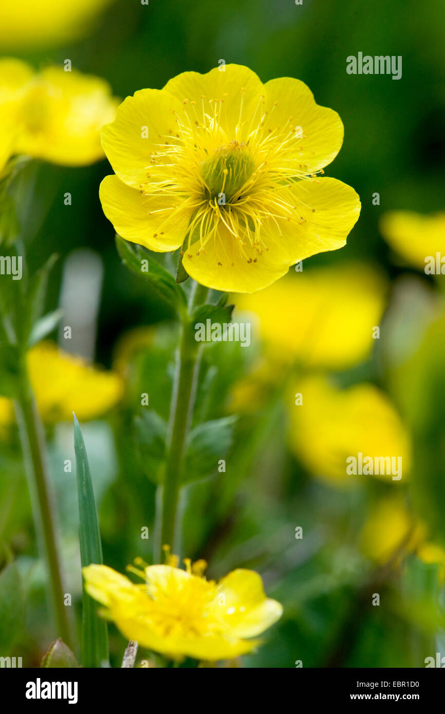 Avens (Geum Montanum), Blume, Schweiz Stockfoto