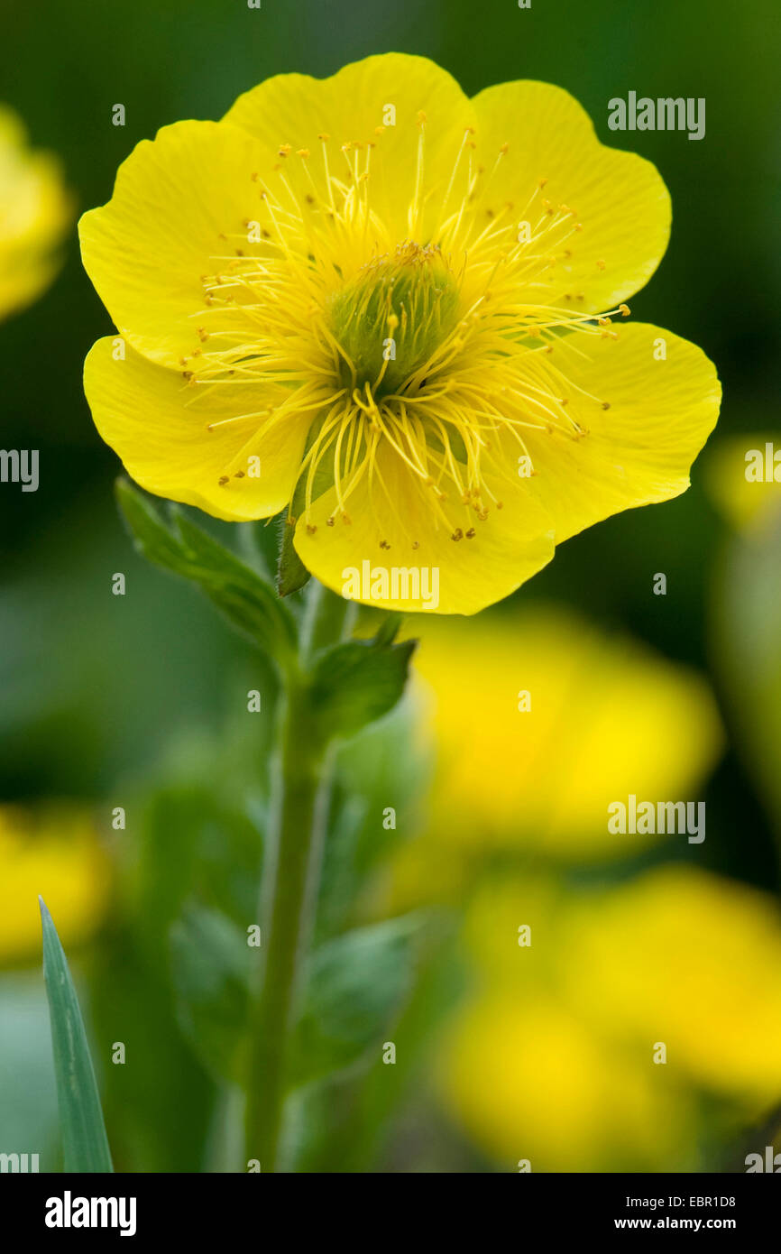 Avens (Geum Montanum), Blume, Schweiz Stockfoto