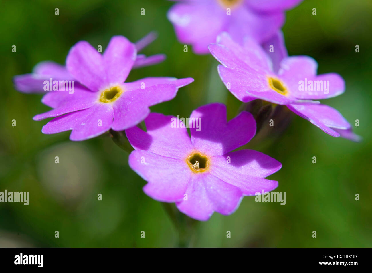 aus der Vogelperspektive Primel (Primula Farinosa), Blumen, Deutschland Stockfoto