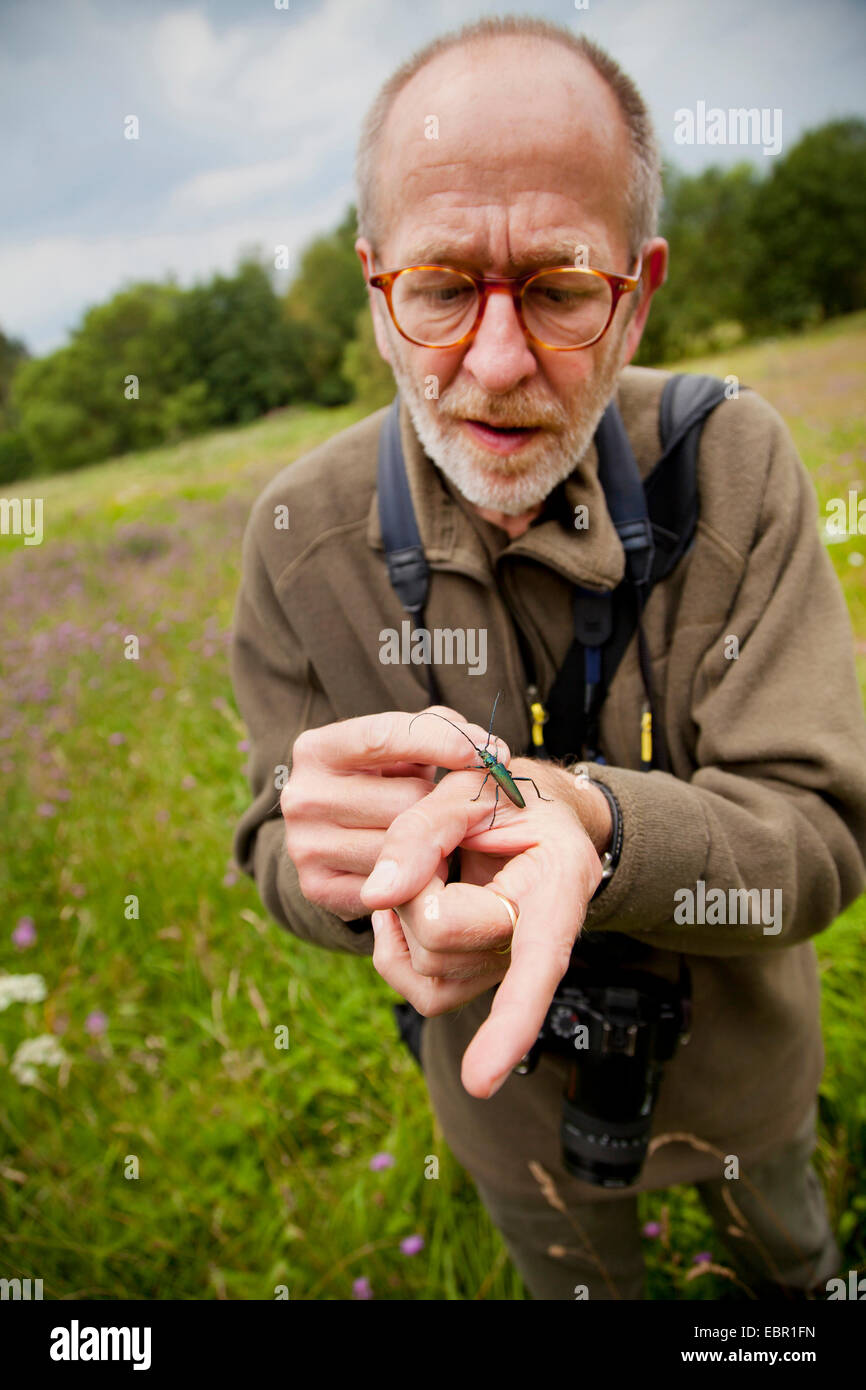 Moschus-Käfer (Aromia Moschata), sitzen auf der Seite eines Mannes, Deutschland, Rheinland-Pfalz, Niederfischbach Stockfoto
