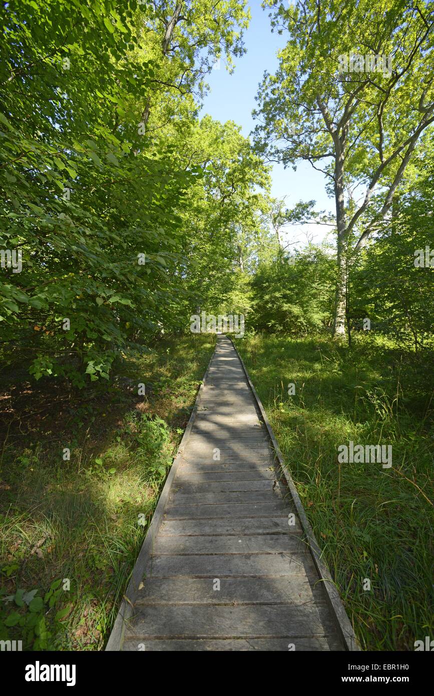 hölzerne Trail in Halltorps Hoge Nature Reserve, Schweden, Oeland, Naturreservat Halltorps hage Stockfoto
