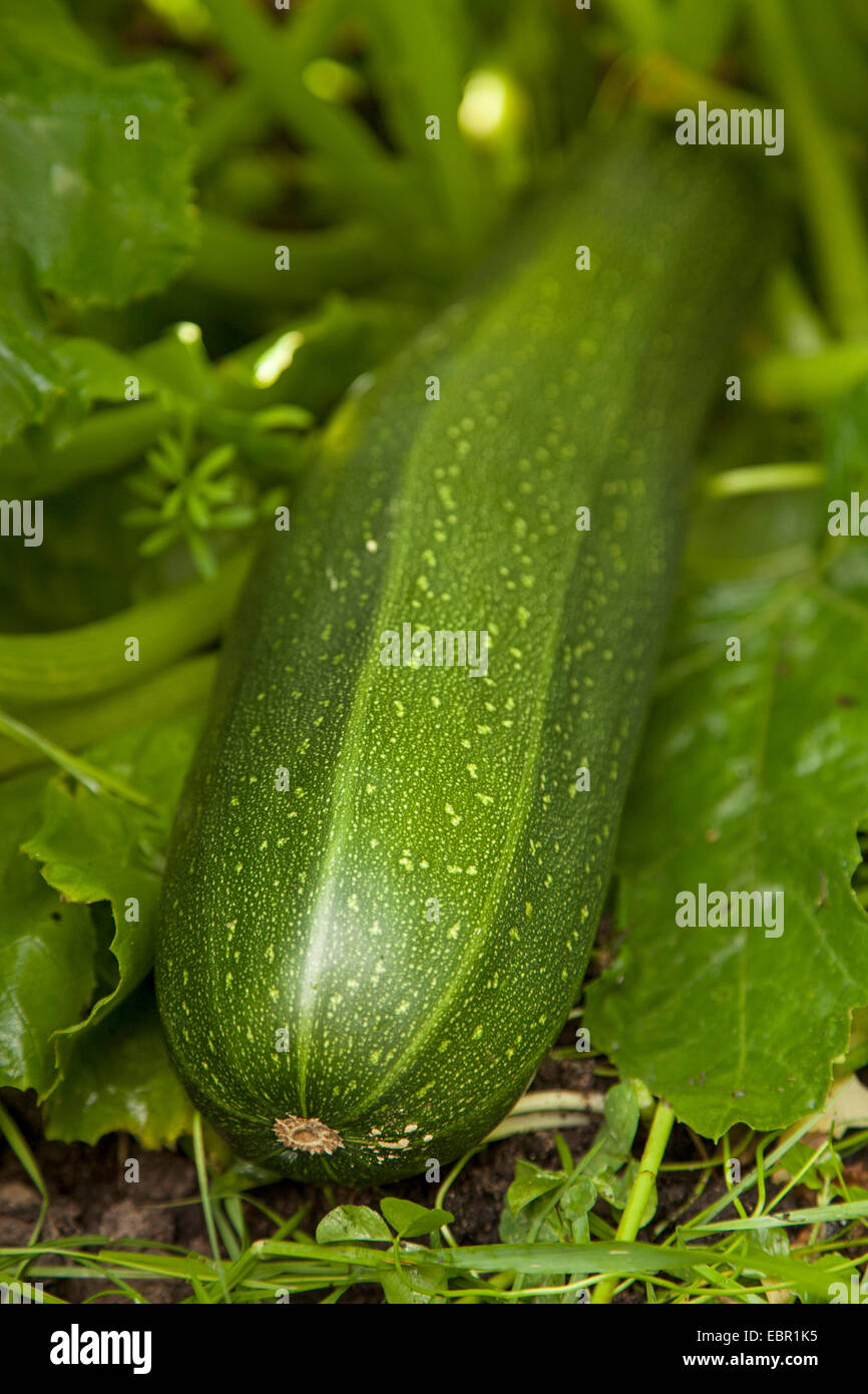 Zucchini, Zucchini (Cucurbita Pepo var. Giromontiia, Cucurbita Pepo Subspecies Pepo Convar. Giromontiina), einzelne Frucht Stockfoto