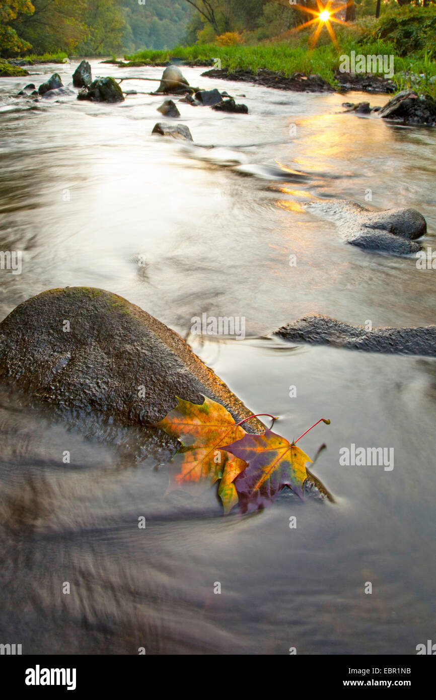 Spitz-Ahorn (Acer Platanoides), Herbstlaub zwei auf einem Stein im Fluss, Deutschland, Rheinland-Pfalz Stockfoto