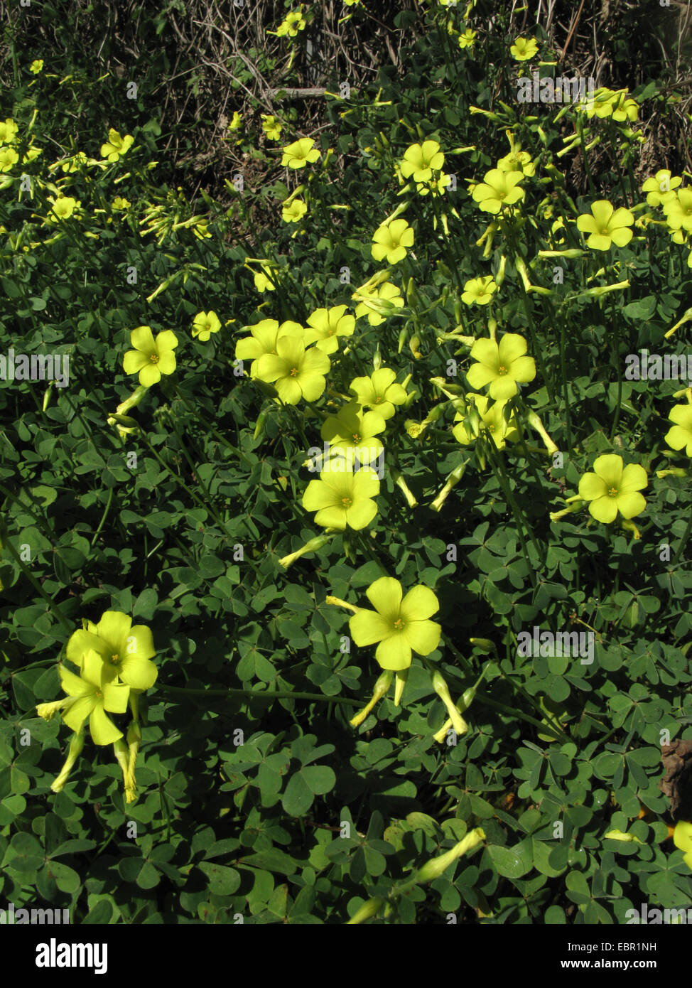 Bermuda-Hahnenfuß, afrikanische Sauerklee, Bermuda Sauerampfer, Buttercup Oxalis, Cape Sauerampfer, englische Unkraut, Ziegenkäse-Fuß, Sourgrass, Soursob, Soursop (Oxalis Pes-Caprae), blühen, Spanien, Balearen, Mallorca Stockfoto