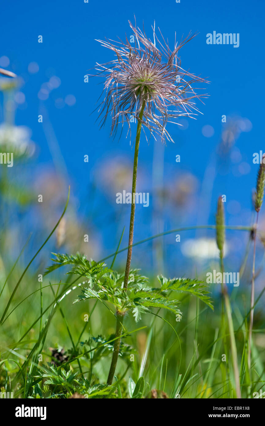 Alpine Anemone (Pulsatilla Alpina SSP. Alpina, Pulsatilla Alpina), Fruchtbildung, Schweiz, Schynige Platte Stockfoto