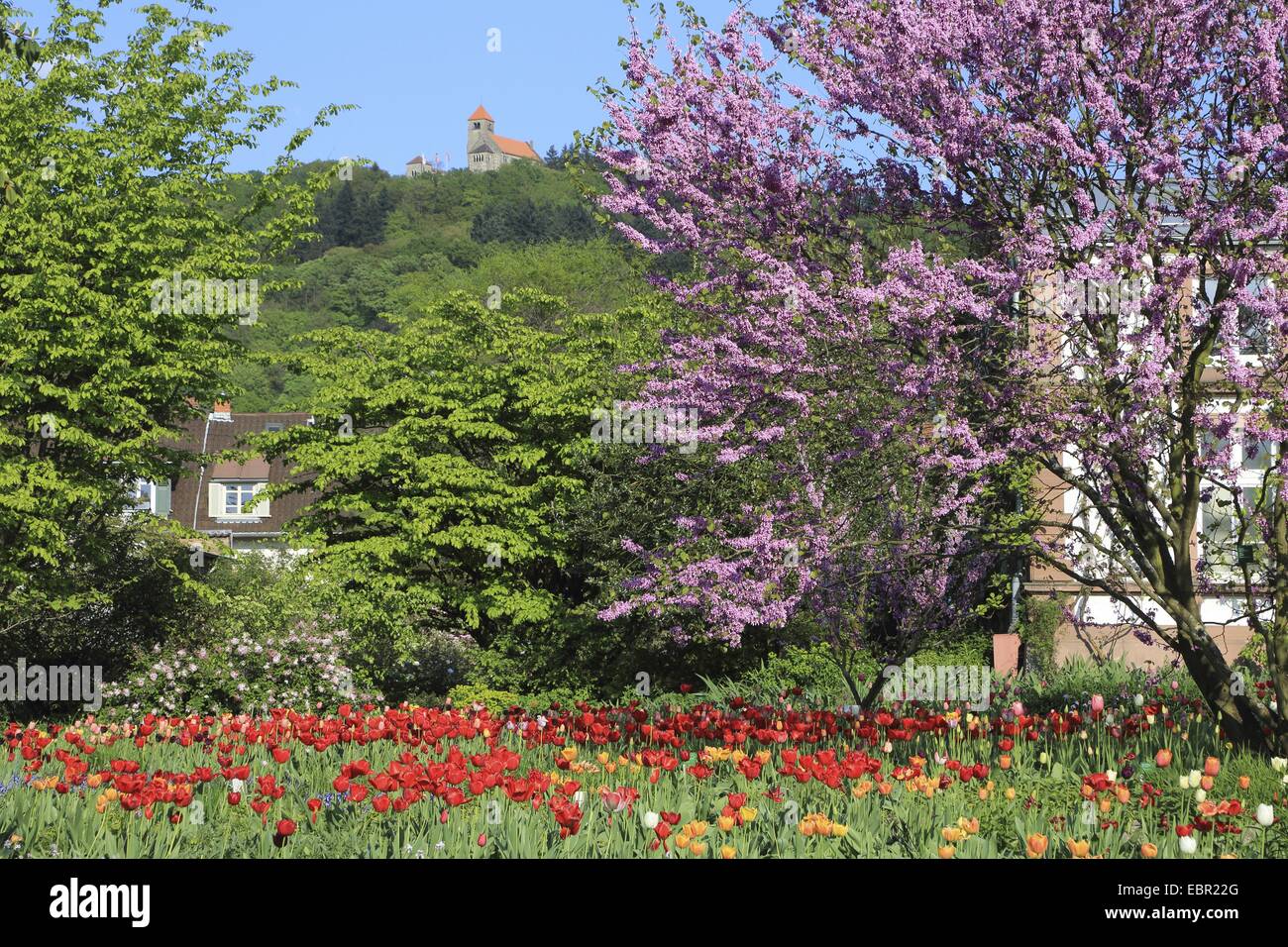 Judasbaum (Cercis Siliquastrum), Garten mit blühenden Tulpen im Frühling, Deutschland, Weinheim Stockfoto