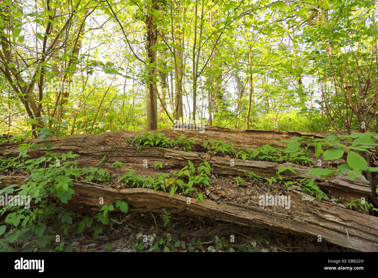 Auenwaldes im Frühjahr, Deutschland Stockfoto