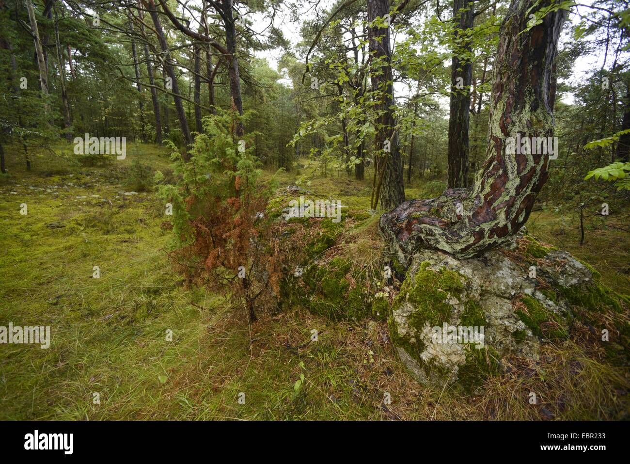 Fohre Kiefer Pinus Sylvestris Nordische Mischwald Mit Kiefern Wacholder Moos Und Grossblattrige Baume Auf Faroer Im Regen Schweden Gotland Stockfotografie Alamy