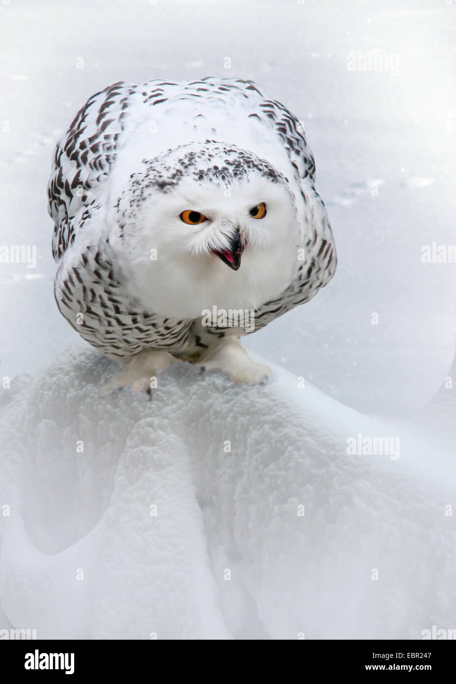 Schnee-Eule (Strix Scandiaca, Nyctea Scandiaca, Bubo Scandiacus), sitzt im Schnee Stockfoto