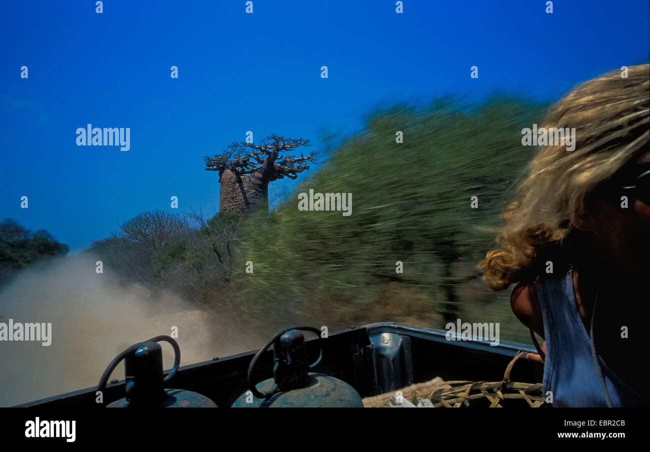 Vision einer Baobab-Flasche, Bombaci Za, auf der Straße zwischen Morombe und Andavadoaka in Madagaskar während einer staubigen Fahrt 26.10.2013 - Sylvain Leser Stockfoto