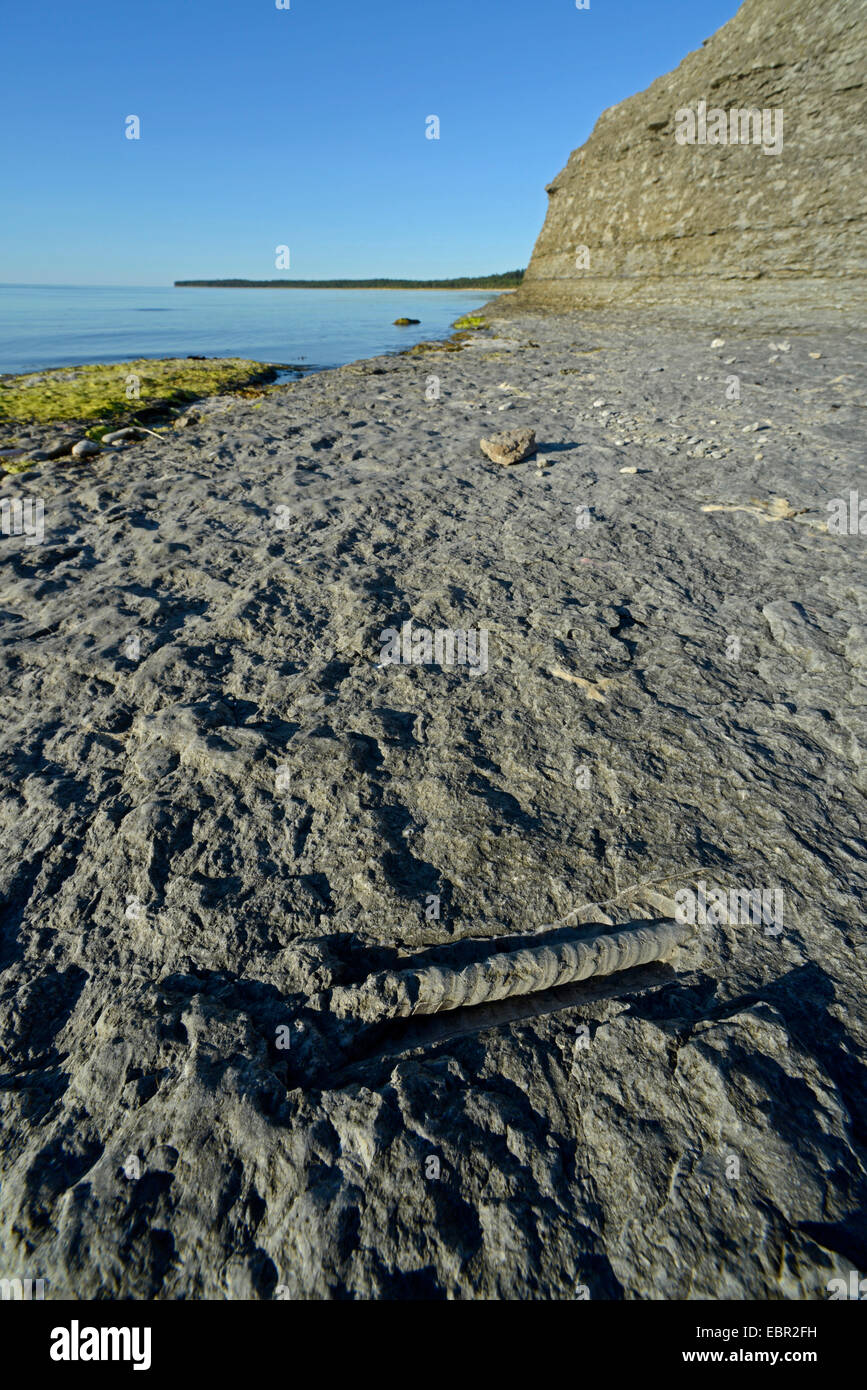 Geraden Horn (Orthocerida), versteinerte Molluske in Byrums Raukar, Schweden, Oeland, Byrums Raukar Stockfoto