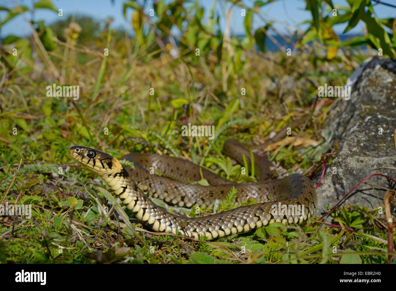 Ringelnatter (Natrix Natrix, Natrix Natrix Gotlandica), endemisch subspecious der die Ringelnatter auf Gotland, Schweden, Gotland Stockfoto