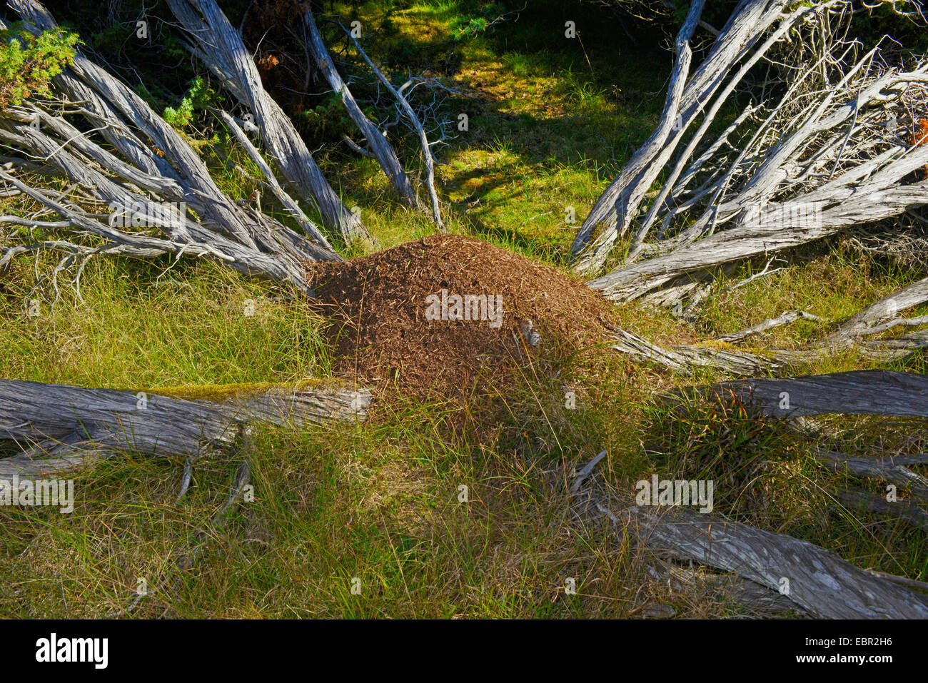 Waldameise (Formica Rufa), Ameisenhaufen mitten in einem toten Baum auf Gotland, Schweden, Gotland Stockfoto