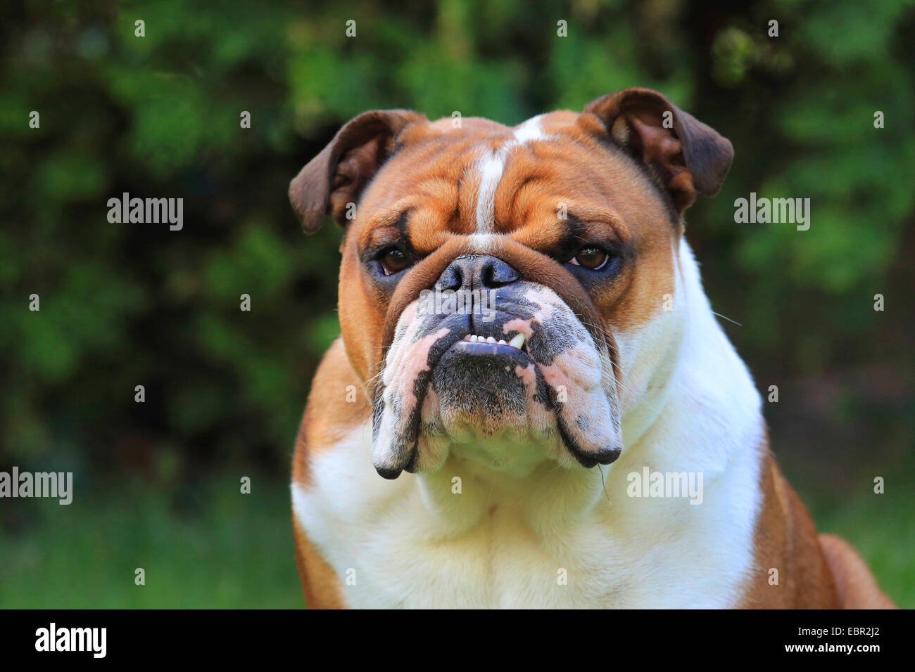 Englische Bulldogge (Canis Lupus F. Familiaris), Porträt, Deutschland Stockfoto