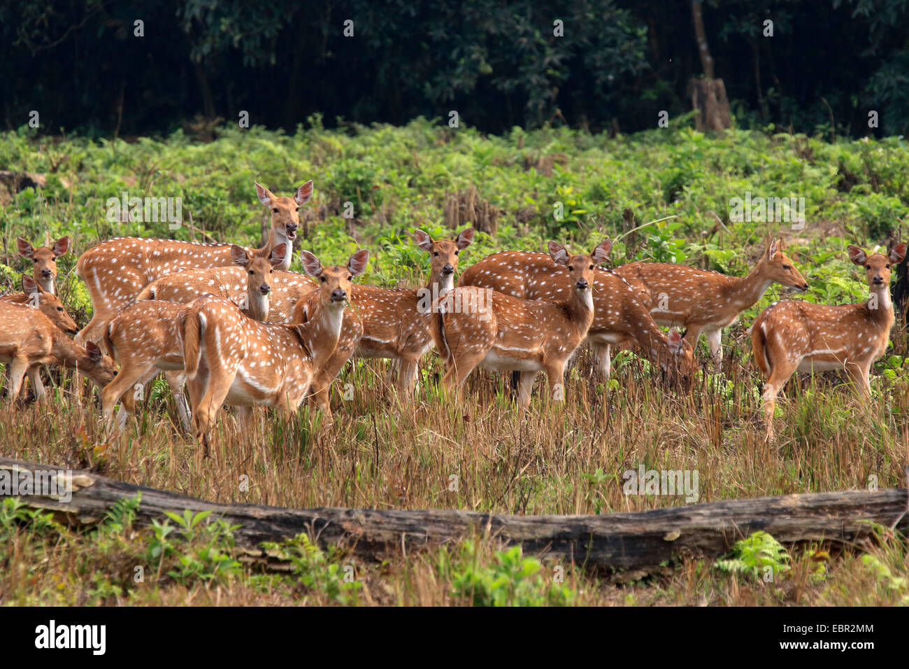 beschmutzte Rotwild, Herde Axishirsche, chital (Axis Axis, Cervus Achse), von Hinds auf einer Lichtung, Nepal, Terai, Chitwan National Park Stockfoto