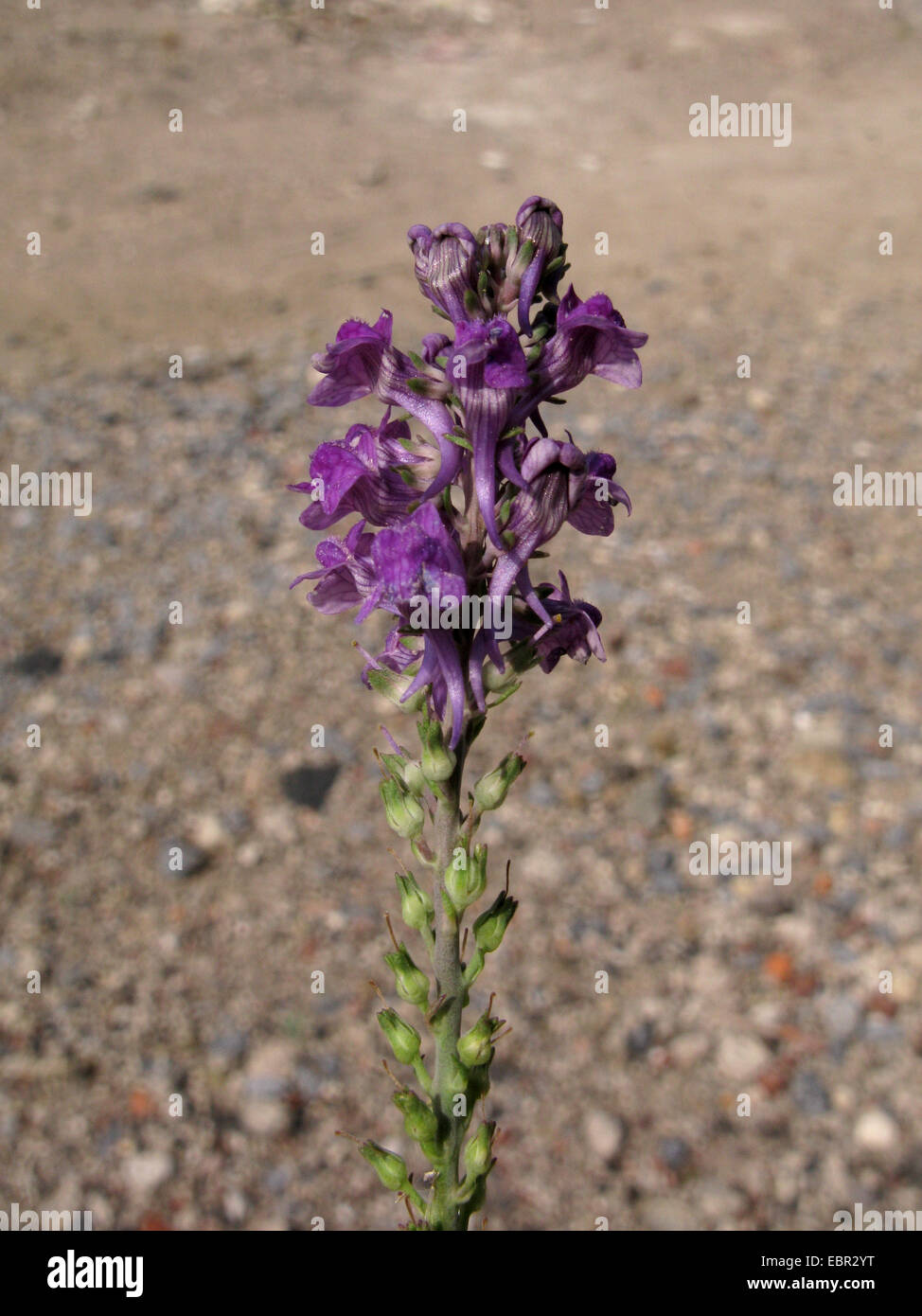 Mehrjährige Löwenmaul, lila Leinkraut (Linaria Purpurea), Blütenstand, Deutschland, Nordrhein-Westfalen Stockfoto