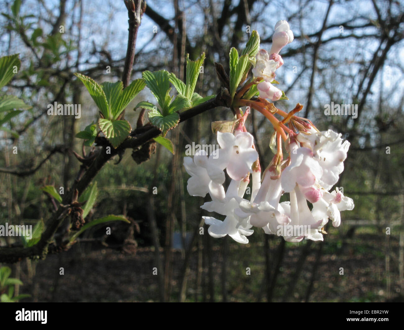 Duftender Schneeball (Viburnum Farreri), blühende Zweig Stockfoto