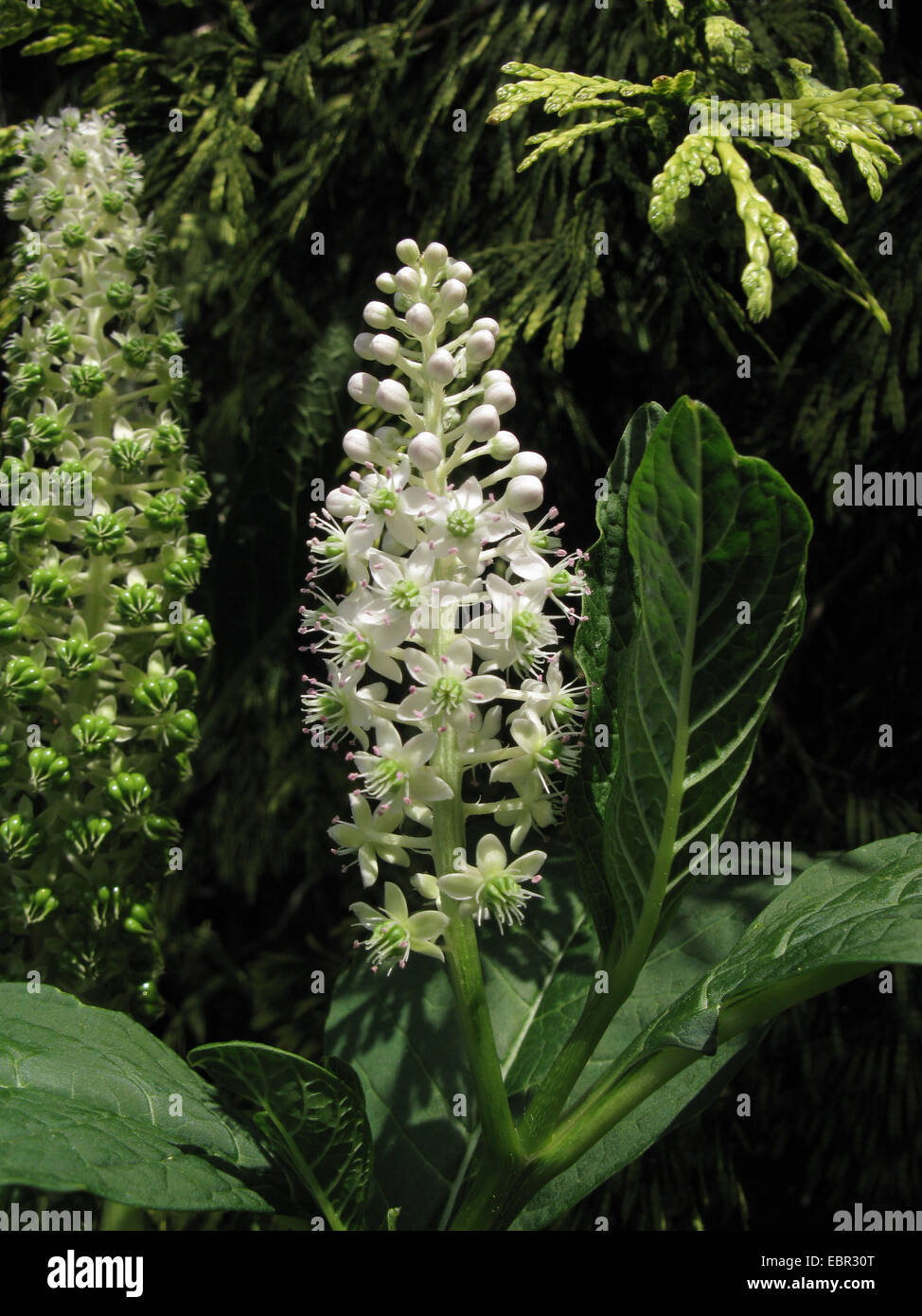 Frankreich, indischen poke, roter Tinte Pflanze, indischen Frankreich (Phytolacca Esculenta, Phytolacca Acinosa), Blütenstand Stockfoto